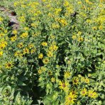 Rudbekia plstnatá (Rudbeckia subtomentosa) ´HENRY EILERS´ kont. C1L